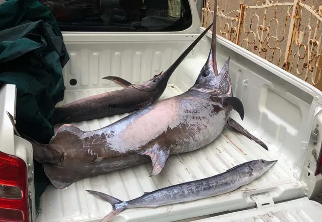 Bagnara Calabra, sequestrato pesce pescato illegalmente: sanzioni a capitano e armatore