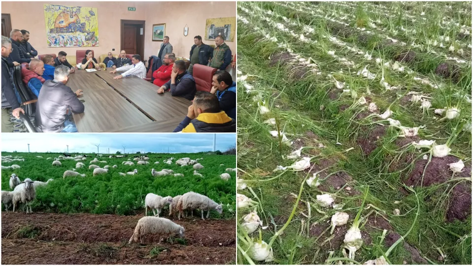 Emergenza idrica: i produttori di finocchio Igp "chiudono bottega"