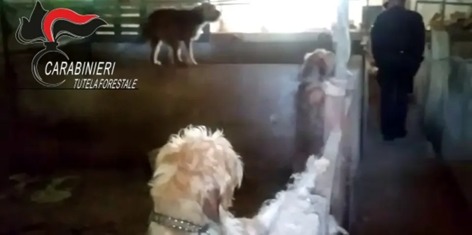 Scoperto canile fatiscente a Catanzaro con 66 cani tenuti in condizioni pietose (VIDEO)