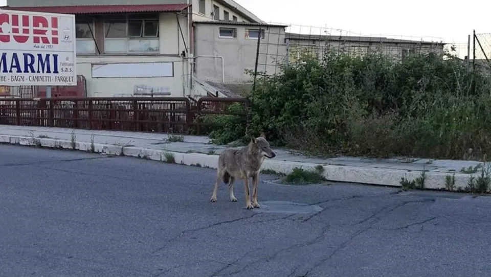Avvistato a Crotone un lupo in pieno centro, l'Enpa: «Non pericoloso se lasciato indisturbato»