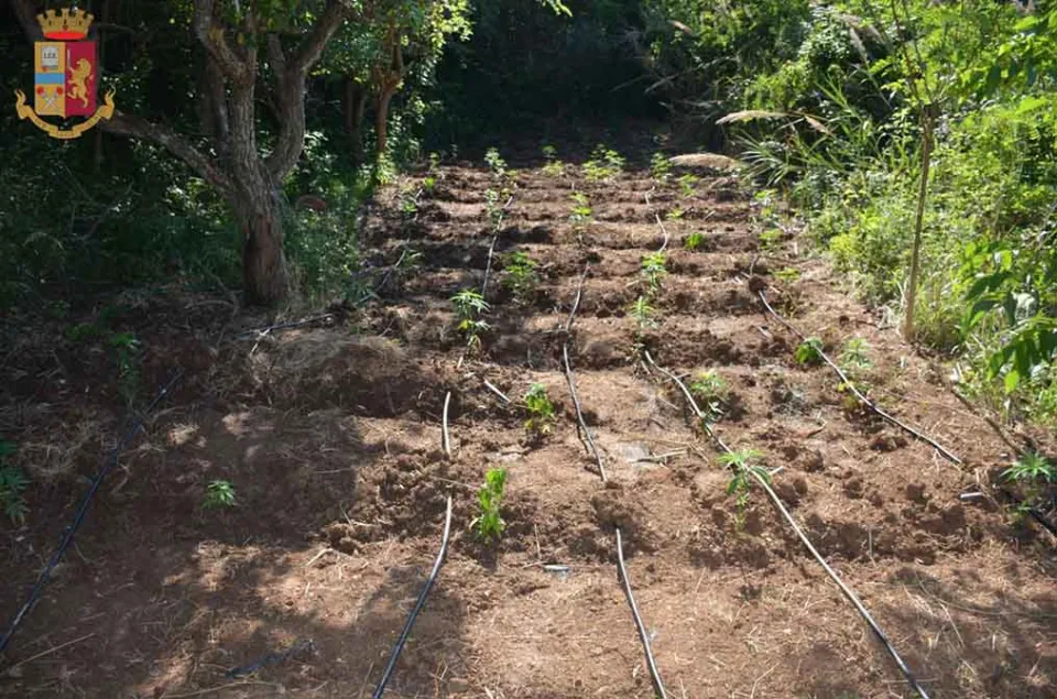 Vibo Valentia, due arresti per la coltivazione di un centinaio di piante di cannabis indica