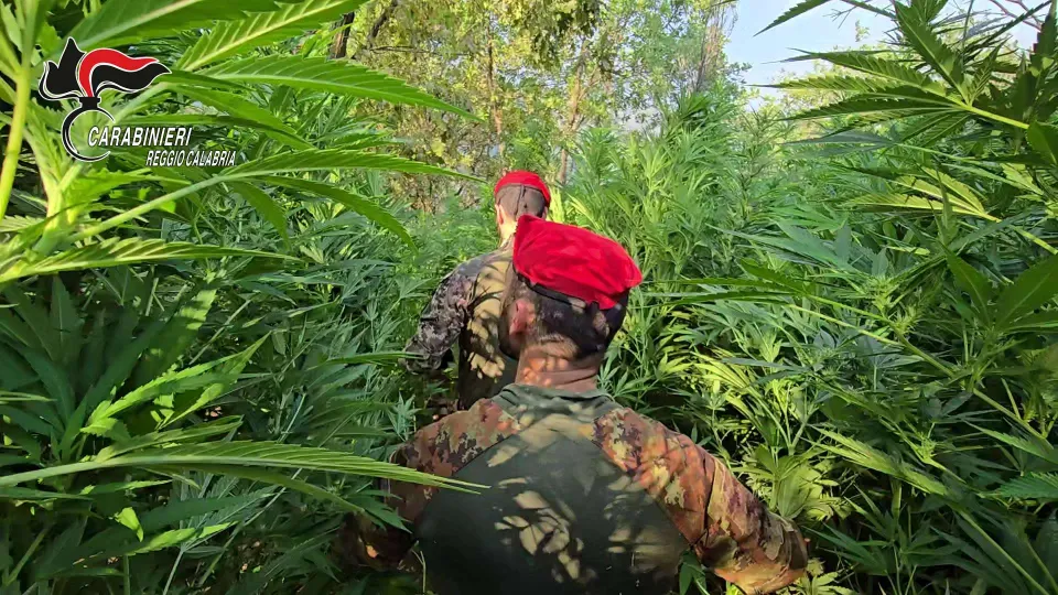 Scoperta maxi piantagione di marijuana nel Reggino: un arresto