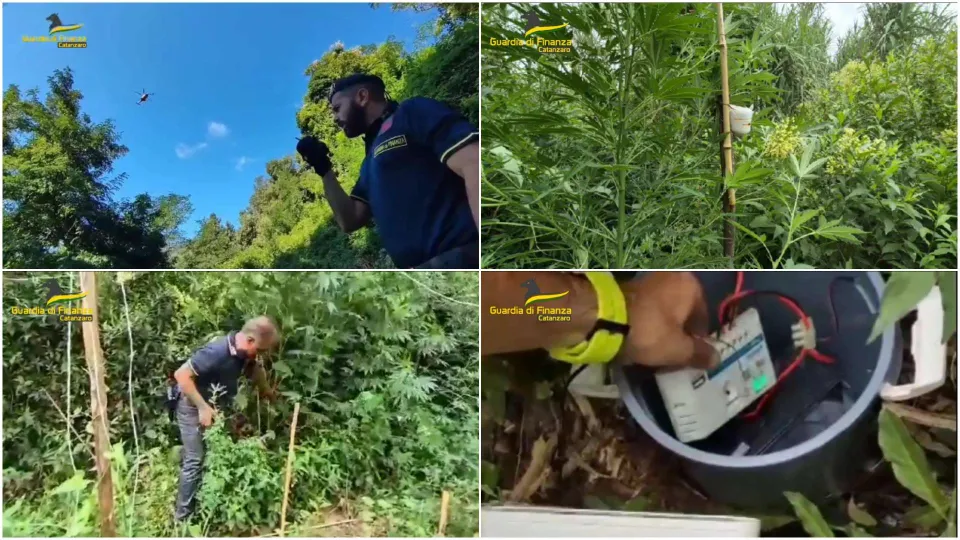 Scoperte tre piantagioni di marijuana: avrebbero fruttato 200mila euro