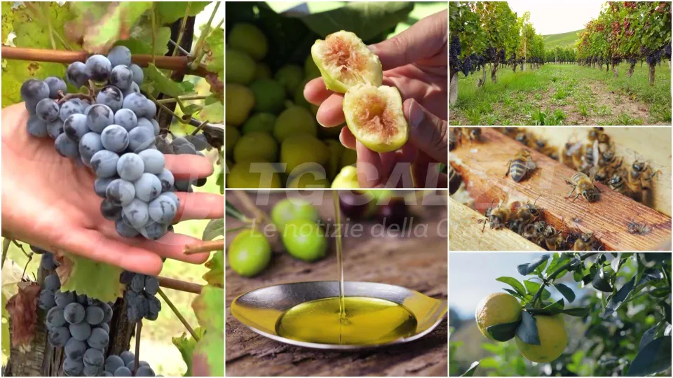 "Arsac Informa": l'agricoltura si racconta su Video Calabria