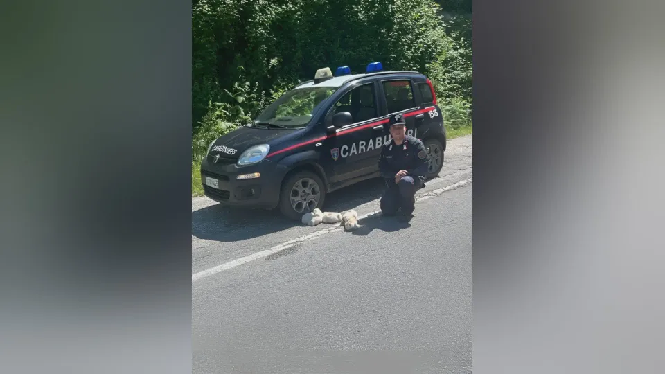 Aspromonte, salvati cinque cuccioli abbandonati in una scarpata