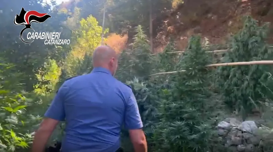 Guardavalle: rinvenuta piantagione di marijuana ed armi, arrestato 50enne (VIDEO)
