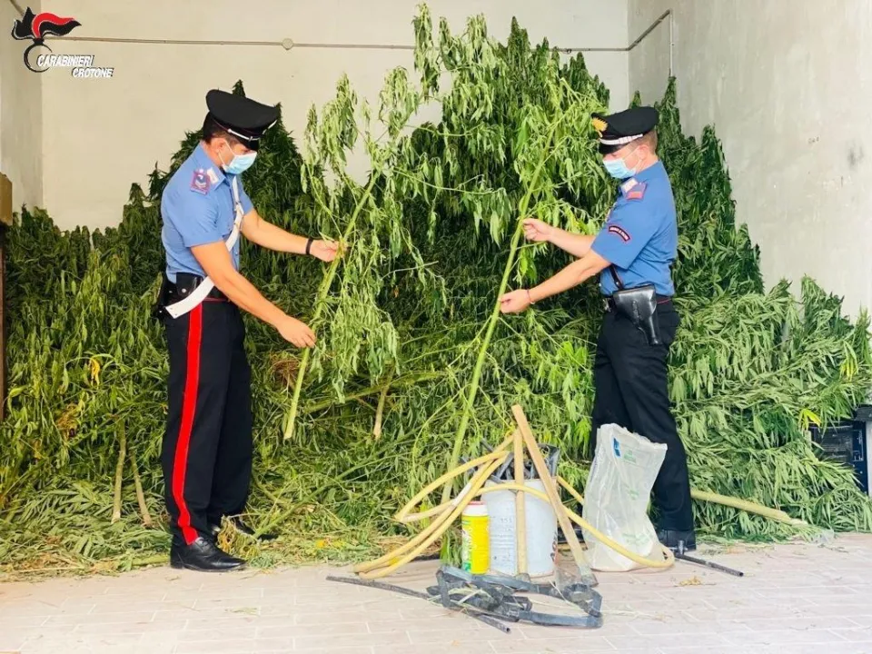 Coltivava marijuana allacciandosi abusivamente alla rete idrica: arrestato dipendente comunale del Crotonese