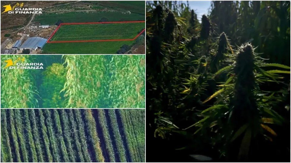 Scoperta piantagione di marijuana con oltre 900 piantine