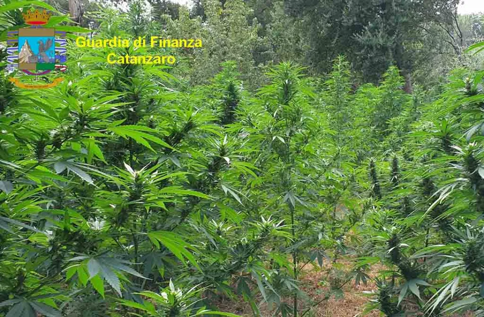 Scoperte oltre tremila piante di cannabis: avrebbero fruttato droga per svariati milioni