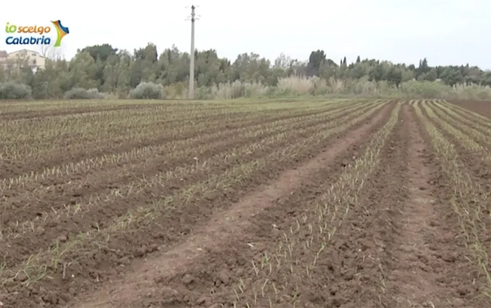 La Cipolla rossa di Tropea Calabria Igp: una delizia che trae il suo gusto dal mare