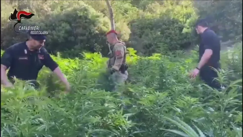 Scoperta piantagione di marijuana nella Locride con 1800 piantine: arrestate cinque persone (VIDEO)