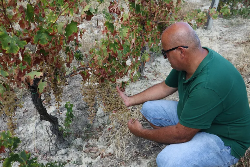 Atmosfere della Magna Grecia nei sorsi di Greco di Bianco Dop. L'autentica filiera corta della famiglia Ceratti