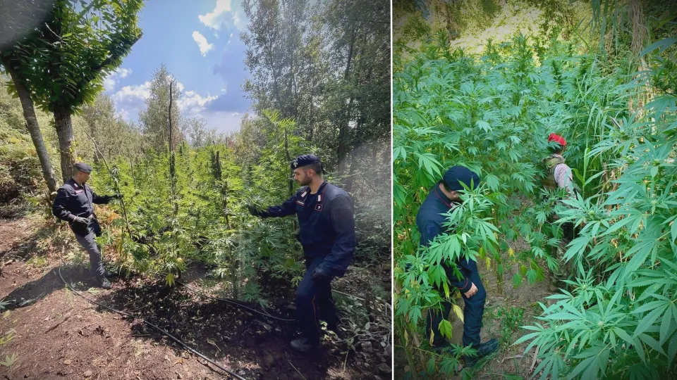 Scoperte oltre duemila piantine di marijuana nel Vibonese