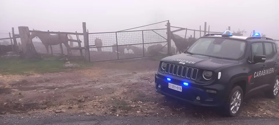 Carabinieri, sequestrati 17 cavalli senza tracciabilità nel catanzarese