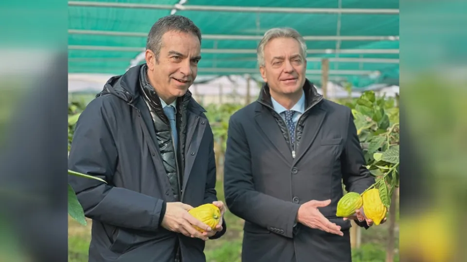 Agricoltura: l’Europa dice sì al marchio D.O.P. per il cedro di Santa Maria del Cedro