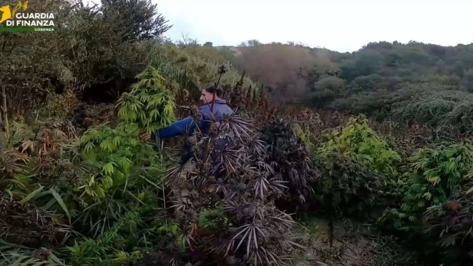 Tarsia, sequestrate più di 700 piante di marijuana