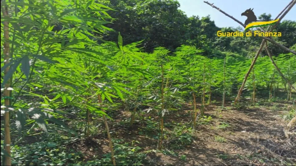 Scoperta piantagione con 10 mila arbusti di marijuana a Vibo Valenti, si indaga per risalire ai responsabili