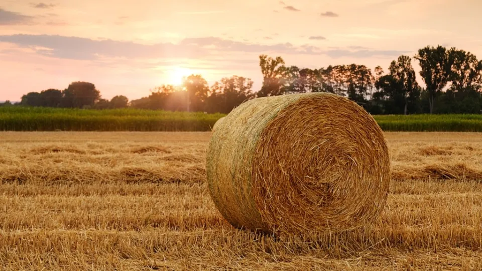 Si fingevano agricoltori per accedere ai fondi comunitari, ma erano studenti: sei gli indagati a Catanzaro