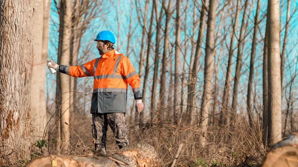 Forestali calabresi in agitazione: chiesto incontro urgente con Occhiuto