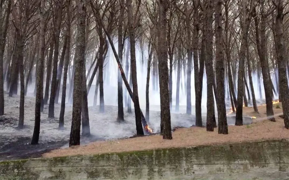 Catanzaro: la pineta di Siano è semidistrutta. Lo scenario è spettrale
