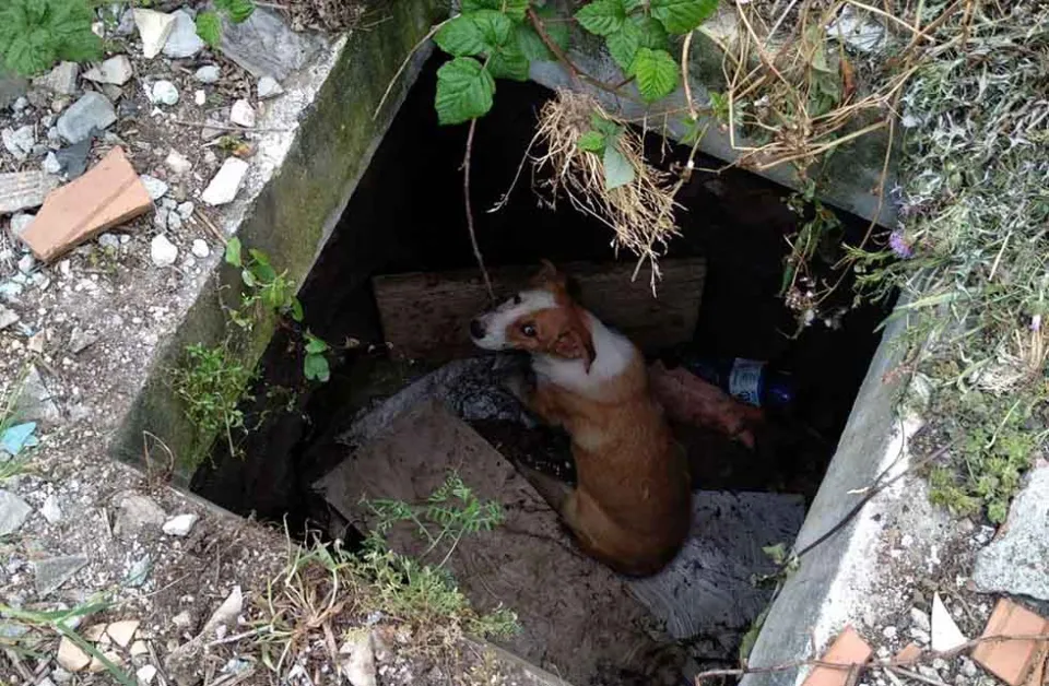 Vibo Valentia, i Vigili del fuoco salvano un cucciolo caduto in un pozzetto