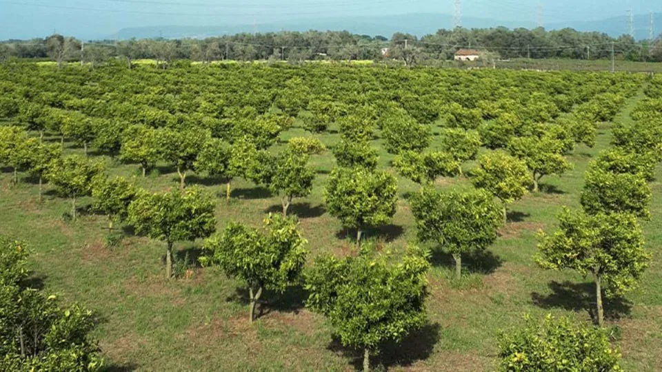 Coop. Valle del Marro di nuovo nel mirino: rubati agrumi destinati alla vendita