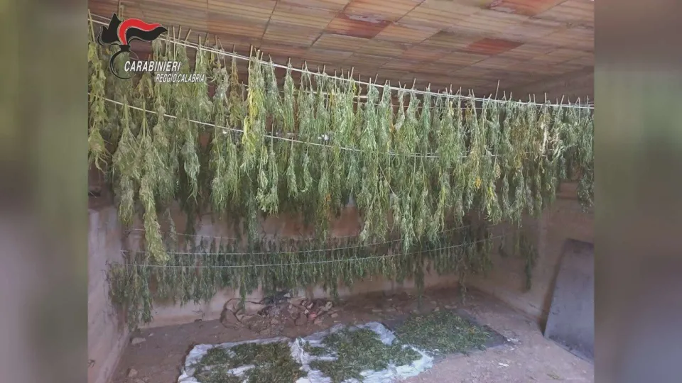 Scoperte 600 piante di marijuana in un casolare abbandonato