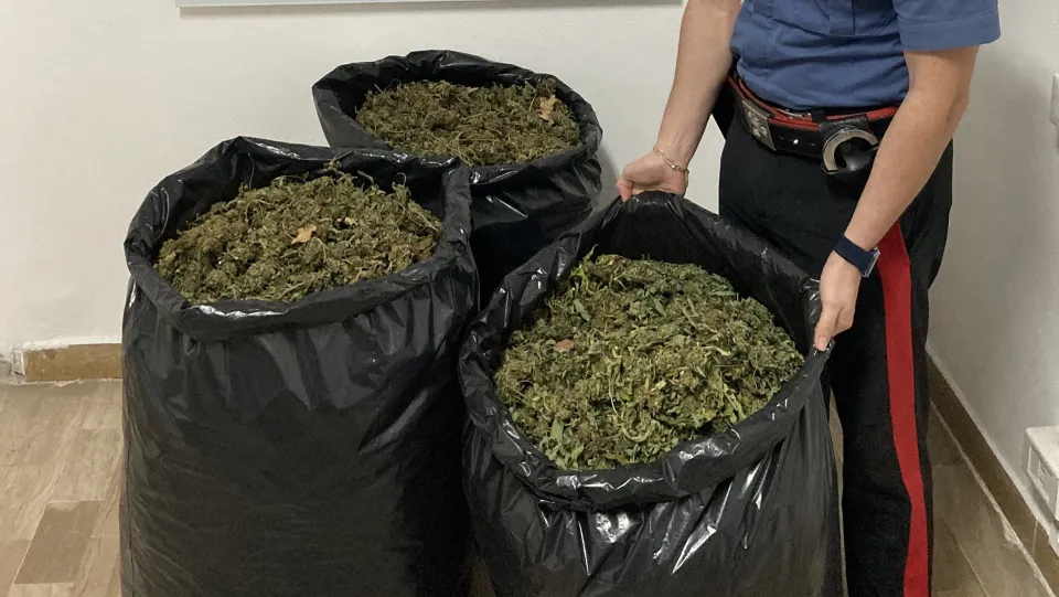 Caulonia, sorpresi con 23 chili di marijuana: arrestati 4 uomini
