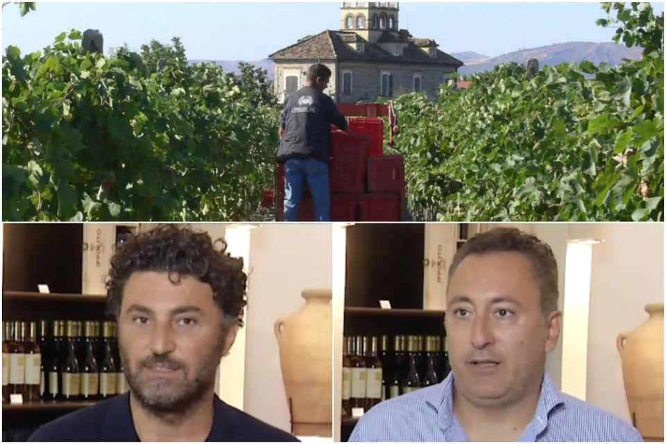 GLI SPECIALI DI VIDEO CALABRIA | Dalle Cantine Ippolito 1845 quattro vini che raccontano il territorio