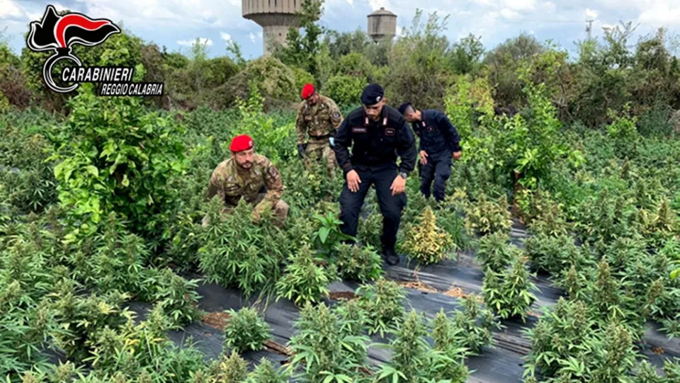 Scoperta e distrutta piantagione di marijuana con 2500 piantine nel Reggino