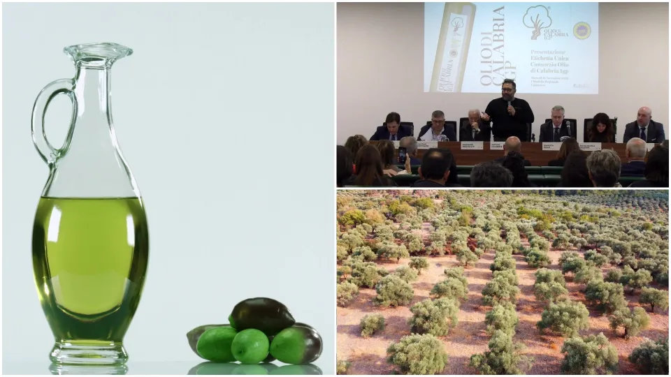 Olio IGP di Calabria, arriva il logo unico: tutte le etichette saranno uguali
