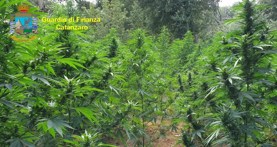 Sequestrate nel Catanzarese oltre tremila piante di marijuana: arrestato un 42enne (FOTO+VIDEO)