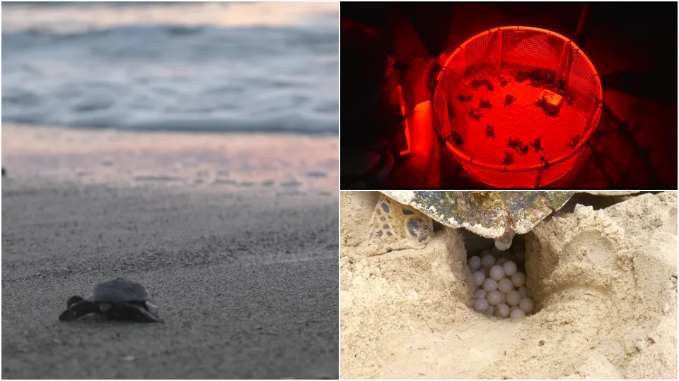 Tartaruga Caretta caretta: nel 2024 ondata di nidi in Calabria