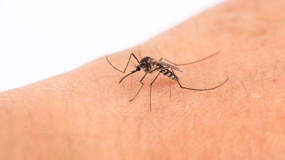 Prima vittima in Calabria di West Nile: morto un 80enne