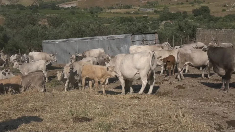 Ara riscopre i "tratturi"