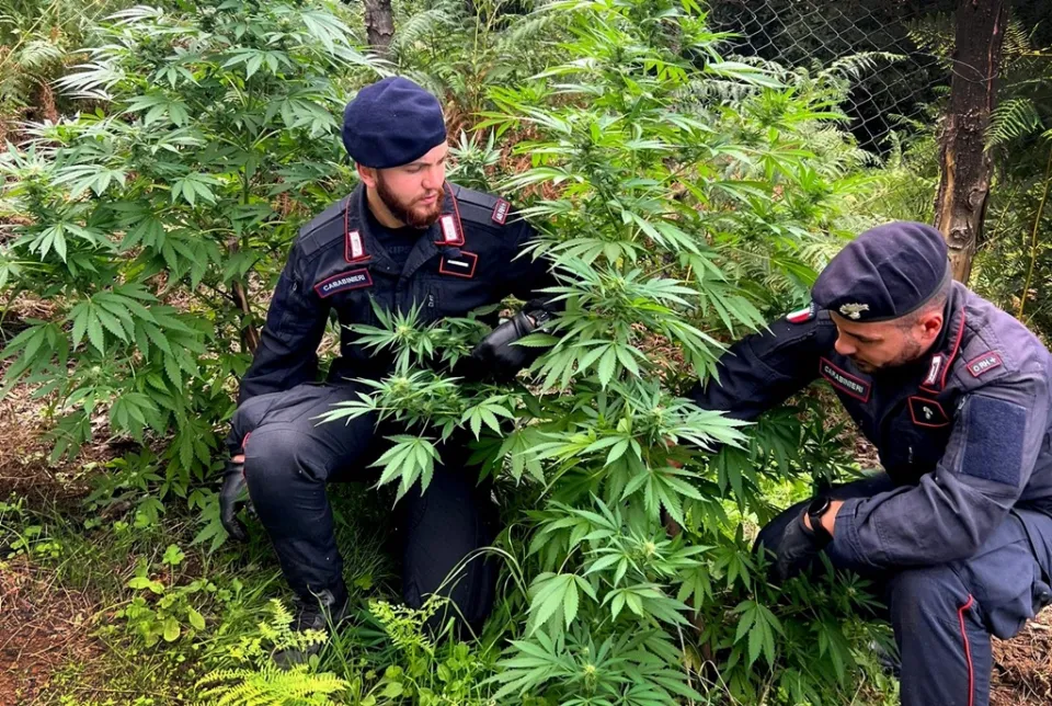 Palmi: scoperta piantagione di cannabis, armi e munizioni