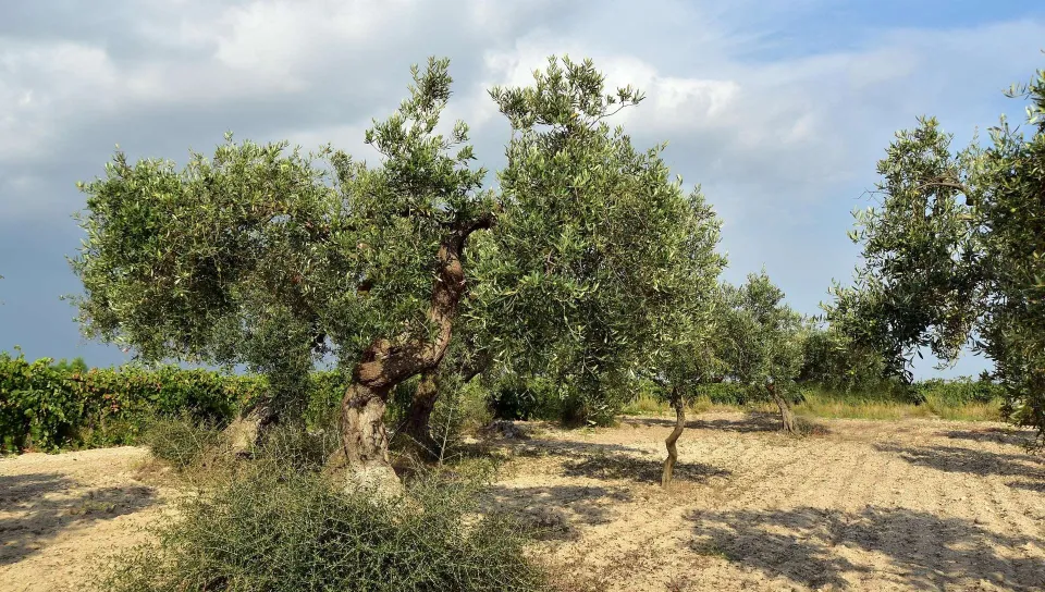 Coldiretti Calabria: guerra e rincari, agricoltura calabrese in difficoltà