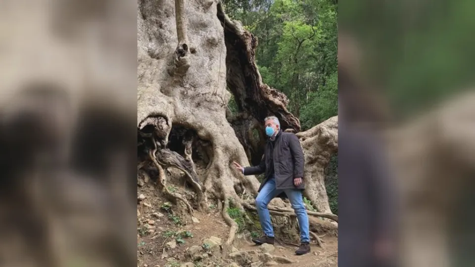 "Tree of the year": la Regione sostiene il platano di Curinga per l'Albero Europeo 2021