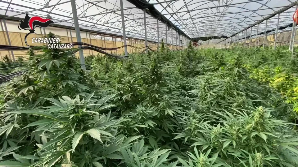 Operazione antidroga nel Catanzarese: 14 gli arresti