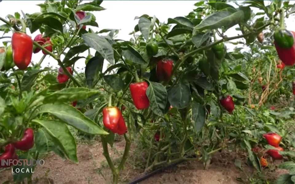 Il peperoncino "tri pizzi": selezionato sul monte Poro dalla tradizione contadina e raccolto a mano