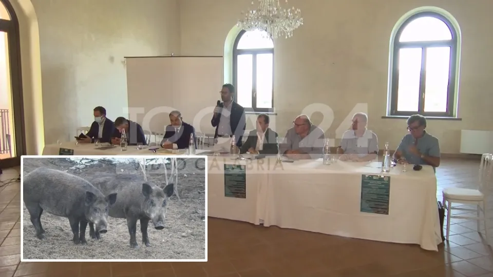 VIDEO | Cinghiali: Provincia di Crotone e ATC varano un progetto per arginare la problematica