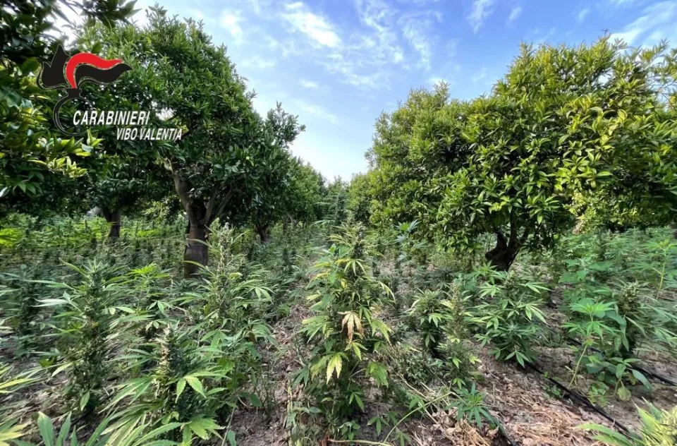 Sequestrate 10mila piantine di marijuana nel Vibonese: avrebbero fruttato 10 milioni di euro (VIDEO)