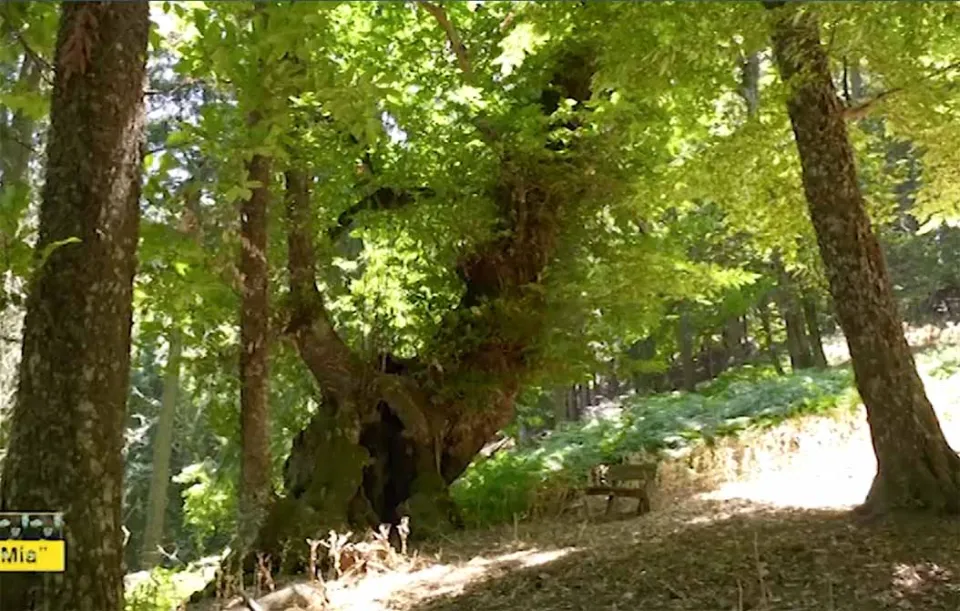 "Terra mia" ci porta a scoprire tutta la magia dei "Giganti di Cozzo del pesco" (Video)