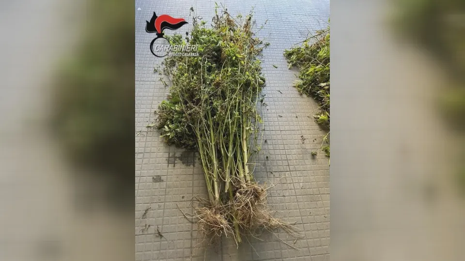 Scovata dai Carabinieri a Catona una piantagione di marijuana con 500 piantine