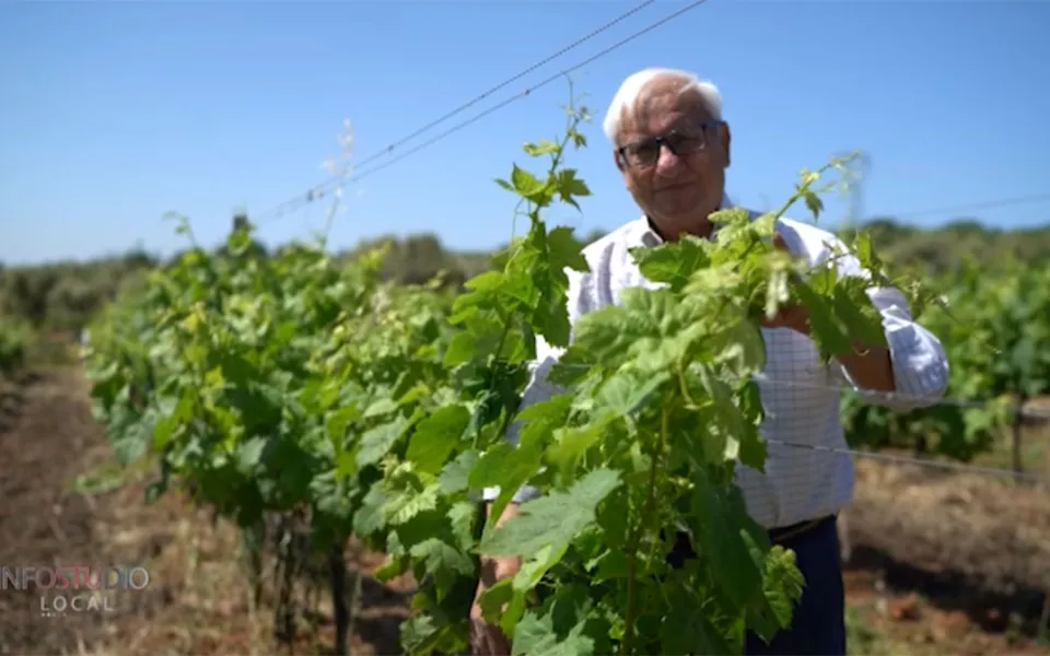 L'eccellenza del Moscato di Saracena e il suo antichissimo metodo di vinificazione