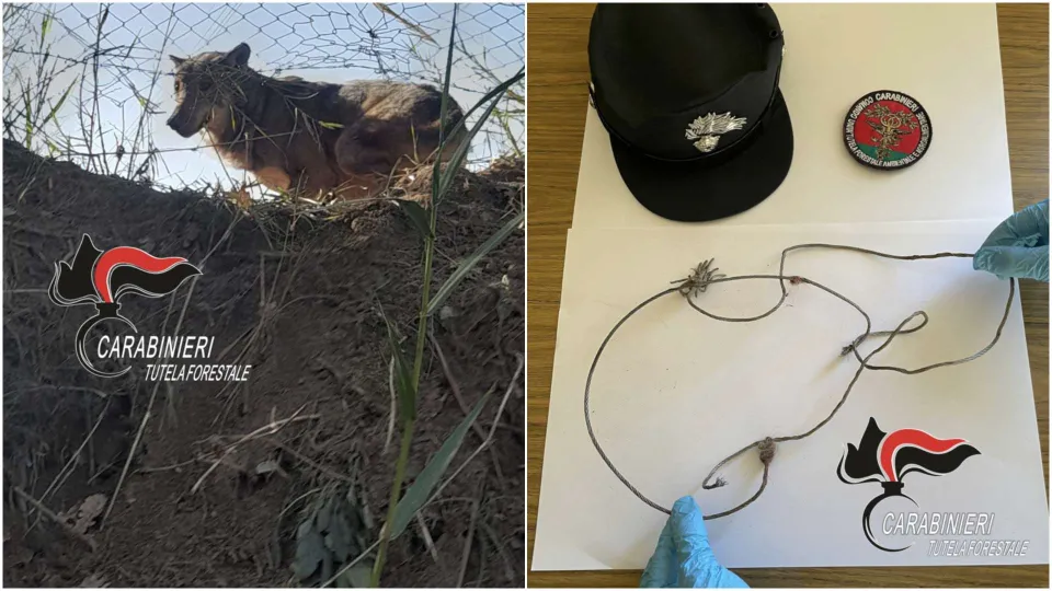 Lupo intrappolato in un cappio nelle campagne di Pianopoli: liberato