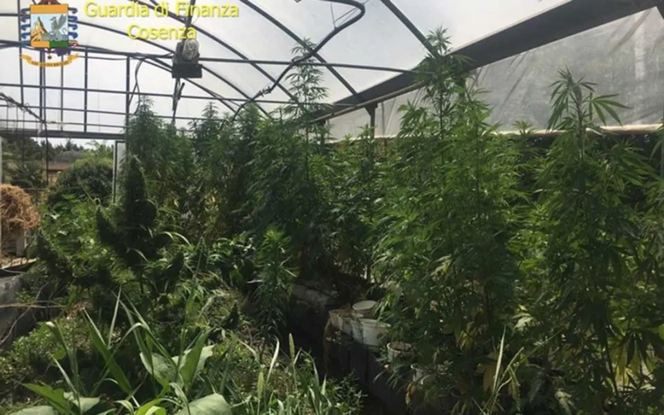 La Finanza ferma un uomo a Montegiordano e scopre una serra con oltre 800 kg di marijuana