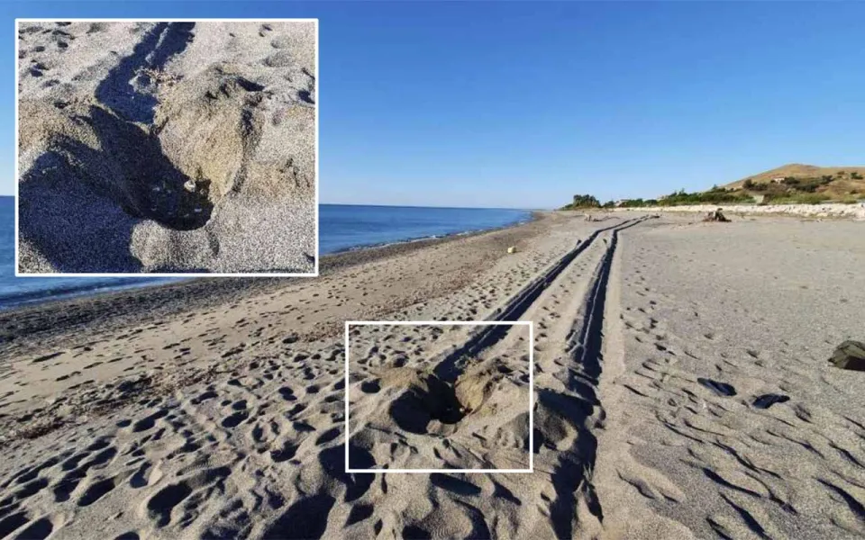 Caretta Calabria conservation: "I nidi delle tartarughe a rischio per i veicoli a motore che vanno in spiaggia"