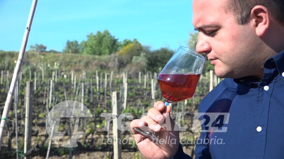GLI SPECIALI DI VIDEO CALABRIA | Come farsi strada tra le cantine storiche di Cirò