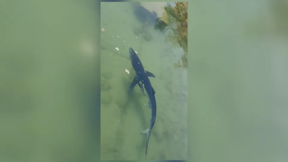 La bellezza della natura ai tempi del Coronavirus: uno squalo nel porto di Vibo Marina (VIDEO)